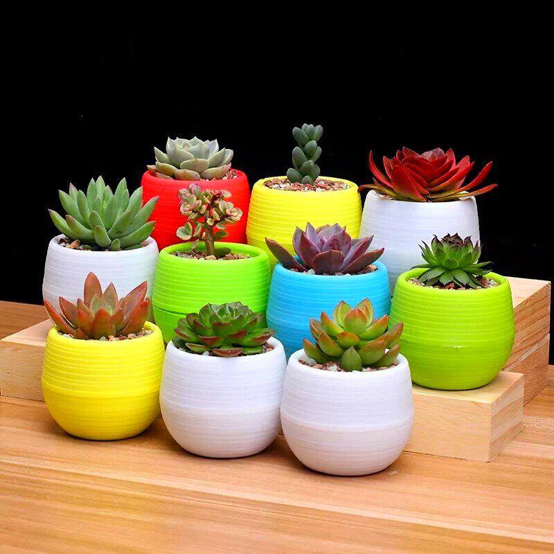 Succulent and Cacti Starter Set: Small Potted Plants for Beginners – Includes Pots and Soil for Office or Home Decor.