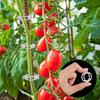 50 шт. Пластиковые зажимы для поддержки растений Многоразовые Садовые зажимы для крепления вьющихся растений Овощных стеблей Томатов Виноградной лозы Зажимы для шпалеры
