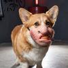 Funny Animal Masque Dog Masque, PU Foam Scary Pet Face Costume, Realistic Mouth Costume Props with Elastic Band for Dress Up, Holiday Party,