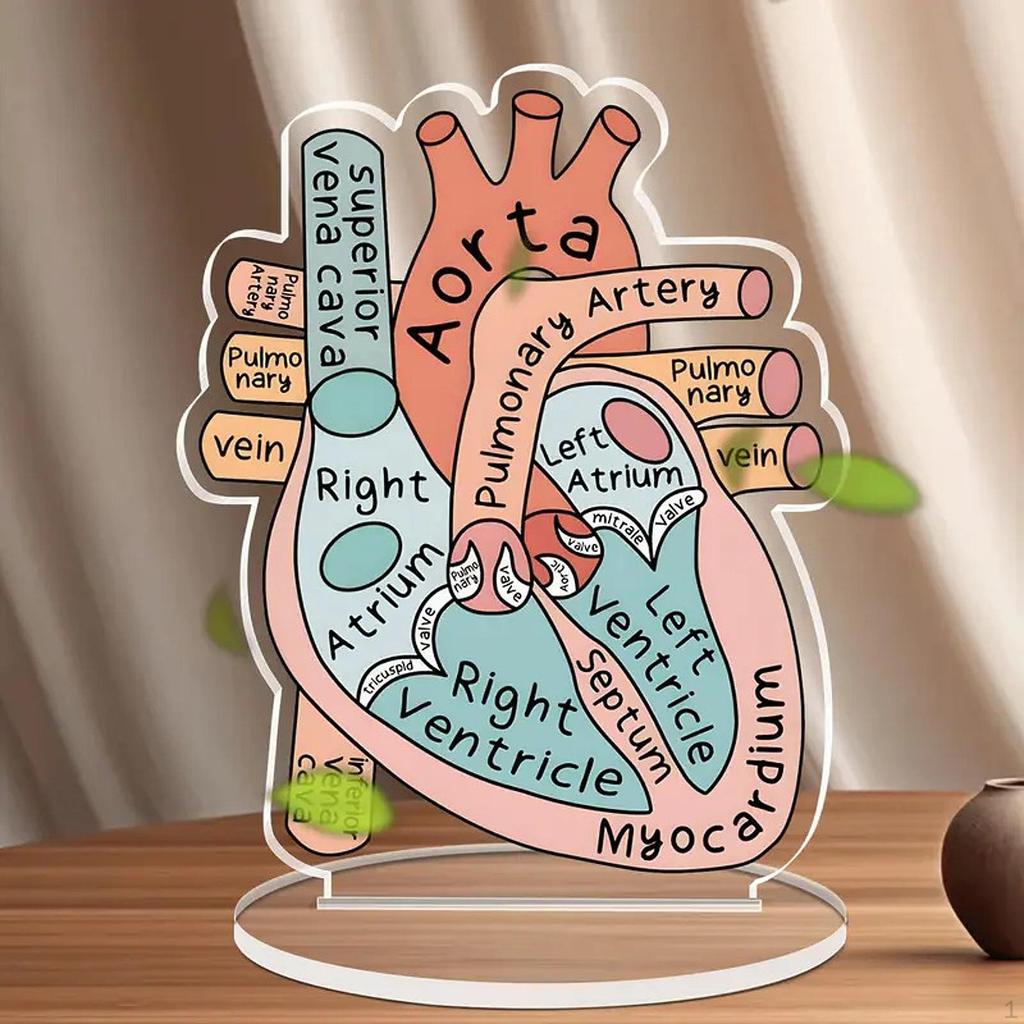 Anatomically Heart Model Sign,Anatomically Model,2D Mounted Display Base,Eduactional with Rigth Left
