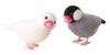 Набор для валяния из шерсти Hamanaka Милые маленькие птички, сделанные из Sakura Java Sparrow и White Java - Воробей Aclaine, H441-526