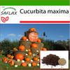 Тыква - Atlantic Giant - 7 семян - С горшечным субстратом для лучшего выращивания - Cucurbita maxima