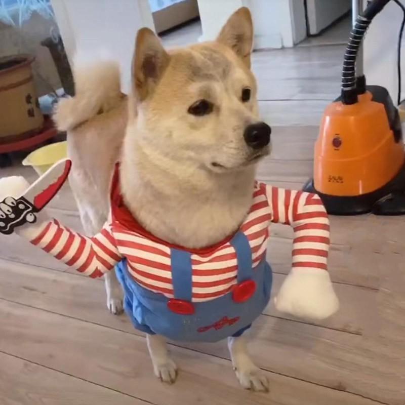 Funny Pet Costume Dog Cat Outfit With Prop Sword Small Breeds Like Teddy Poodle Corgi Bichon