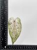 Colored Leaf Caladium Embossing: Rare Pressed Flower Specimen for Teaching & Photo Frames