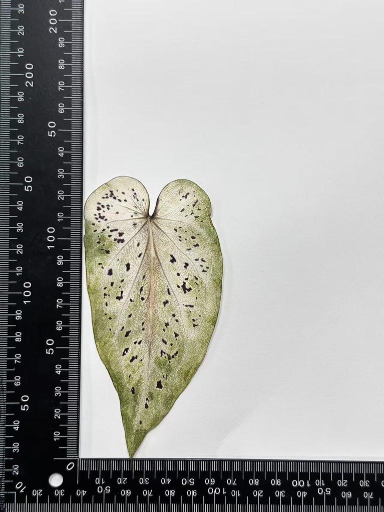 Colored Leaf Caladium Embossing: Rare Pressed Flower Specimen for Teaching & Photo Frames