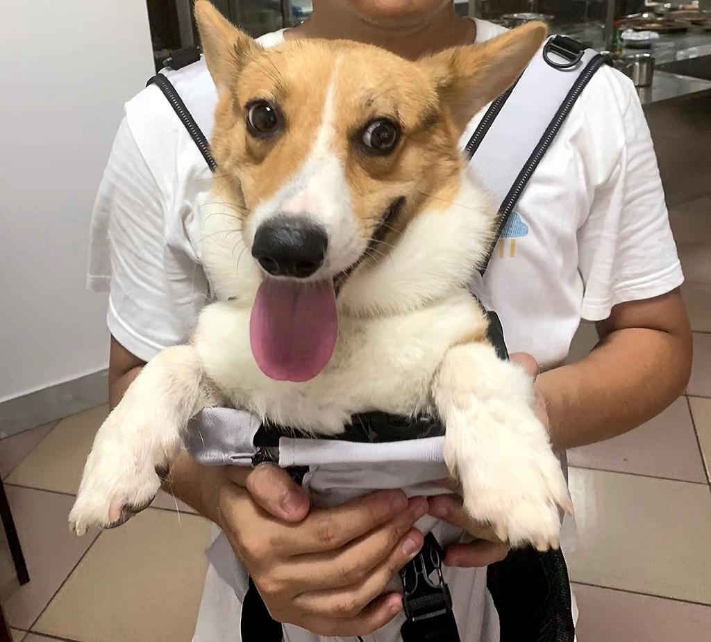 Регулируемая дышащая уличная сумка-переноска для собак, моющийся портативный рюкзак, аксессуары для французского бульдога, прогулки, походы, товары для домашних животных