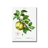 Nordic Kitchen Decor Canvas Painting Fruit Vegetables Pictures On The Wall Orange Art Posters for Home Design No Frame