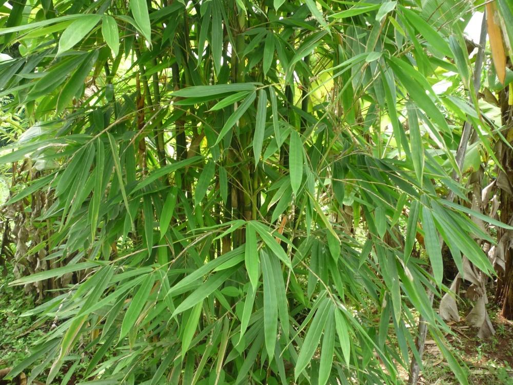 SAFLAX Калькуттский бамбук - 50 семян - Dendrocalamus strictus