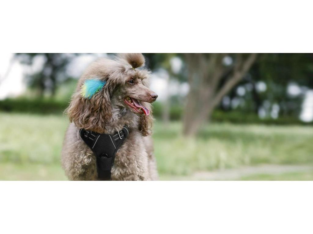 Нейлоновая шлейка для груди и поводок для крупных питомцев