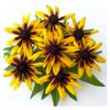 300 Rudbeckia Gloriosa Daisy Seeds - SemiWild Permaculture