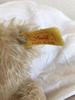 [USED] Steiff Teddy Bear