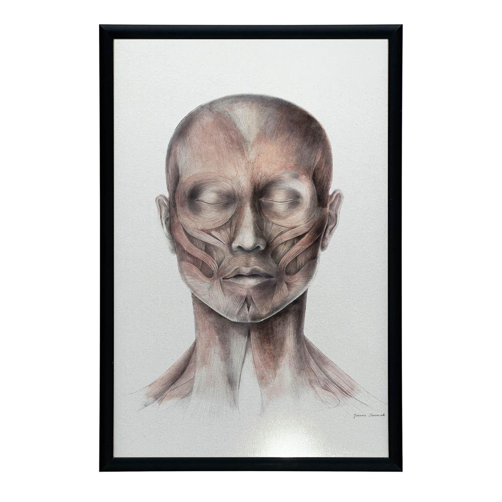 Mięśnie Mimiczne Twarzy - Widok Od Przodu (Norma Frontalis) - Plakat Anatomiczny Mięśnie Mimiczne Twarzy - Widok Od Przodu (Norma Frontalis) - Plakat