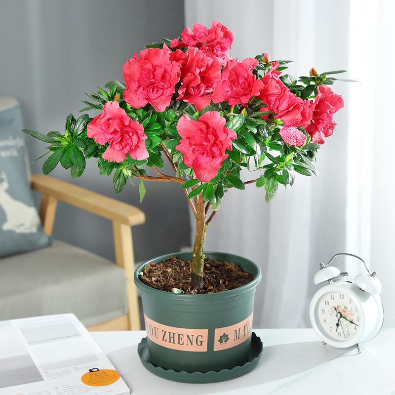 Large Azalea Potted Plant with Blooming Buds - Year-Round Indoor/Outdoor Cold-Resistant Green Flower, Easy Care