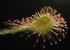 SAFLAX Росянка круглолистная - 50 семян - Drosera rotundifolia