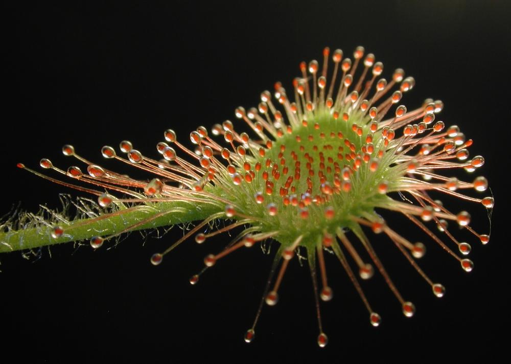SAFLAX Росянка круглолистная - 50 семян - Drosera rotundifolia