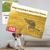 2026 Wall Calendar Dog Pooping/Angry Cat Calendar January 2026 - December 2026