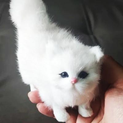 Милые плюшевые игрушки-кошки, мягкие набивные котята, реалистичные животные для детей, девочек, подарок на день рождения, День святого Валентина
