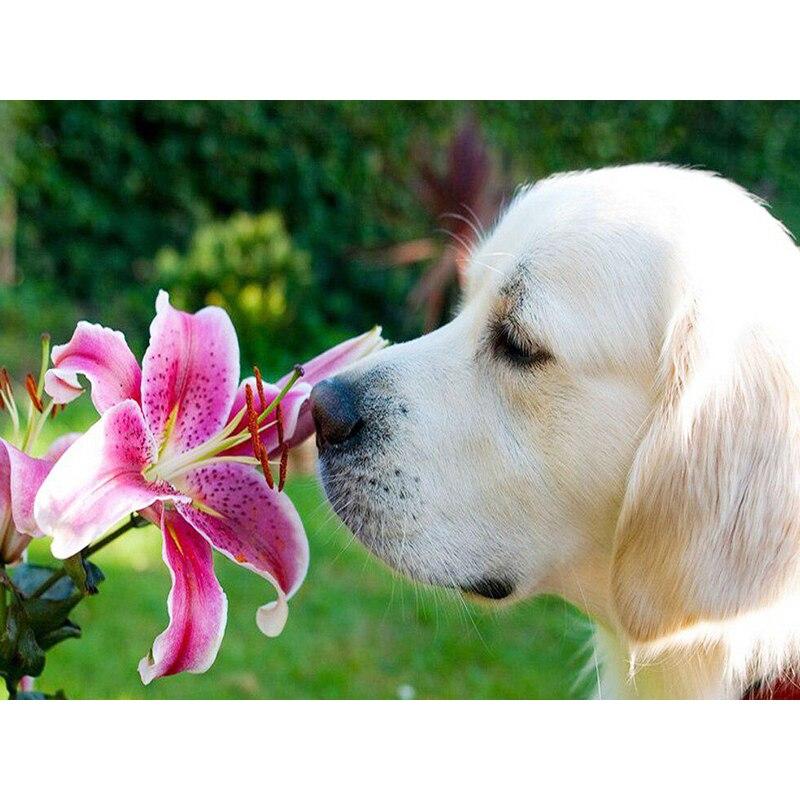 Новый 5D DIY алмазная живопись собака Алмазная вышивка животное вышивка крестиком полная квадратная круглая дрель ремесла домашний декор ручной художественный подарок