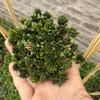 High-Grade Luxury Air-Dried Imported Flower Bouquet for DIY & Decoration