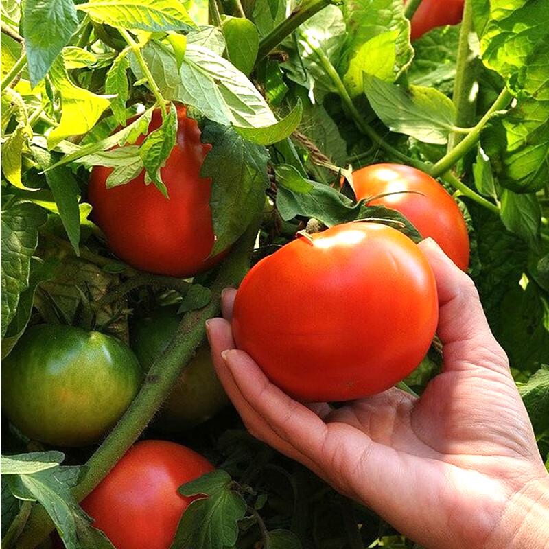 Basemanwei Universal Compound Fertilizer