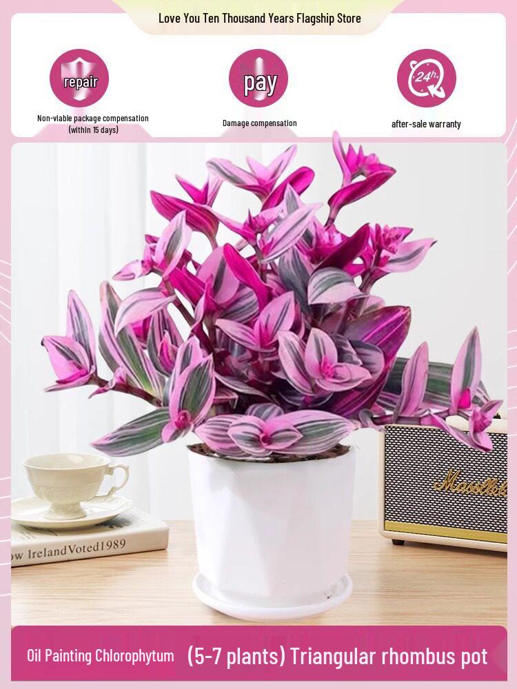 Wedding Lily of the Valley Rouge Cloud Succulents: Indoor Office Flowers & Desktop Green Plants