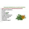 Complément Alimentaire Herbal D-tox Infusion Renforcement de L'organisme Artémisinine ~ Armoise Pure, Artemisia Annua L 60 sachets