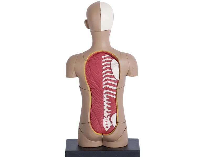 4D Human Torso Anatomy Model (626003) by Fame Master, a 4D master educational STEM puzzle.