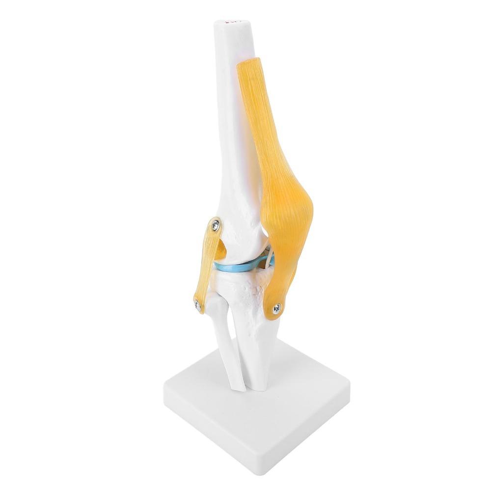 Anatomical Shape Knee Bone Model PVC Patella Model Orthopedic Display