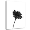 Canvas Print, Single Flower