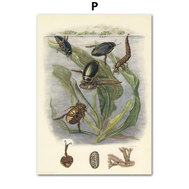Винтажный постер с насекомыми-жуками, образец ретро-иллюстрации, настенная живопись на холсте, постеры и принты, картина для гостиной без рамки