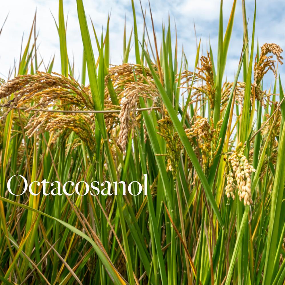 Saw Palmetto Octacosanol MAX10 Мужское здоровье поддерживает простату 500 мг x 60 шт.