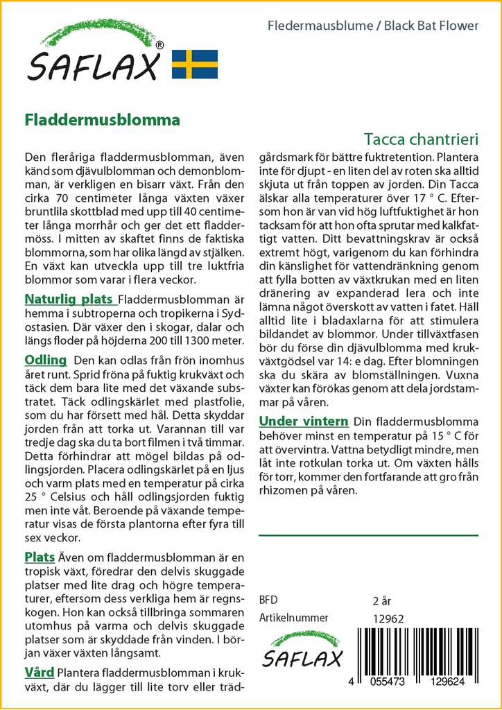SAFLAX Цветок черной летучей мыши - 10 семян - Tacca chantrieri
