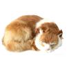 Мягкая игрушка кошка Реалистичная лежащая кошка Реалистичное украшение Украшение для комнаты Интерьер #5