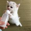 Cleaning Brush Pet Feeding Bottle Pet Nurser Bottle Kitten Milk Bottle Small Animals Water Bottle