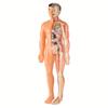 3D Human Body Torso Model For Kid, Anatomy, Skeleton, Removable, Simulation, Organ And Skeleton, Detachable Bone Body Models New