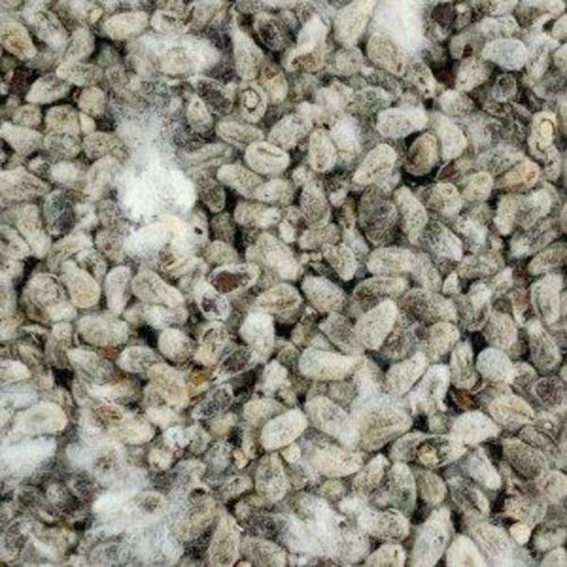 OHUB Семена хлопка отечественного производства Семена хлопка Хлопок 250 г