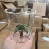 Высококачественные 3D Стеклянные Чашки Кофейные Кружки Растение Чашка Дно Питьевая Вода Чашка Прозрачное Стекло Сок Чашка Коктейль Бокалы Подарок