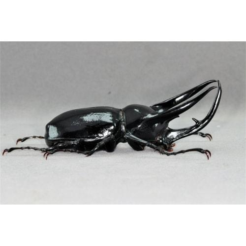 BACALYSO | Фигурка жука-атласа в масштабе 1/1, украшение на холодильник, магнитная, реалистичная, для взрослых, иллюстрированная, насекомое, жук, смола, подходит для взрослых