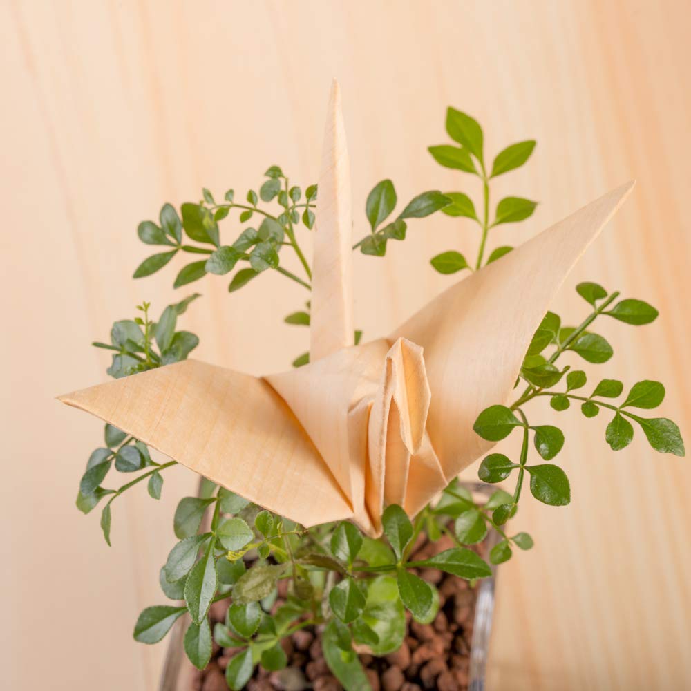 Mori No Kami Natural Wood Set of 150 X 150mm (Foldable Paper), Ultra-Thin, Origami, Cedar, Large, 5,