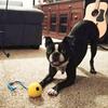 Dog Ball with Rope Interactive Dog Toy Pull and Throw Toy for Small Dogs Indoor Outdoor Exercise Play