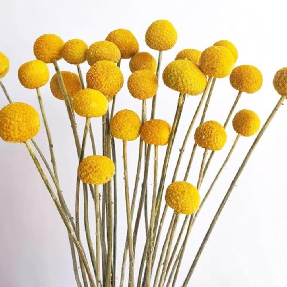 30PCS Natural Yellow Craspedia Billy Balls, Yellow Billy Buttons Balls Bouquet Dried Yellow Flowers for Home Decor Photo Props DIY Wedding Decoration