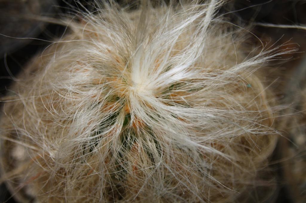 SAFLAX Garden in the Bag - Old Man of the Andes - 40 семян - С субстратом в подходящем пакете - Oreocereus celsianus