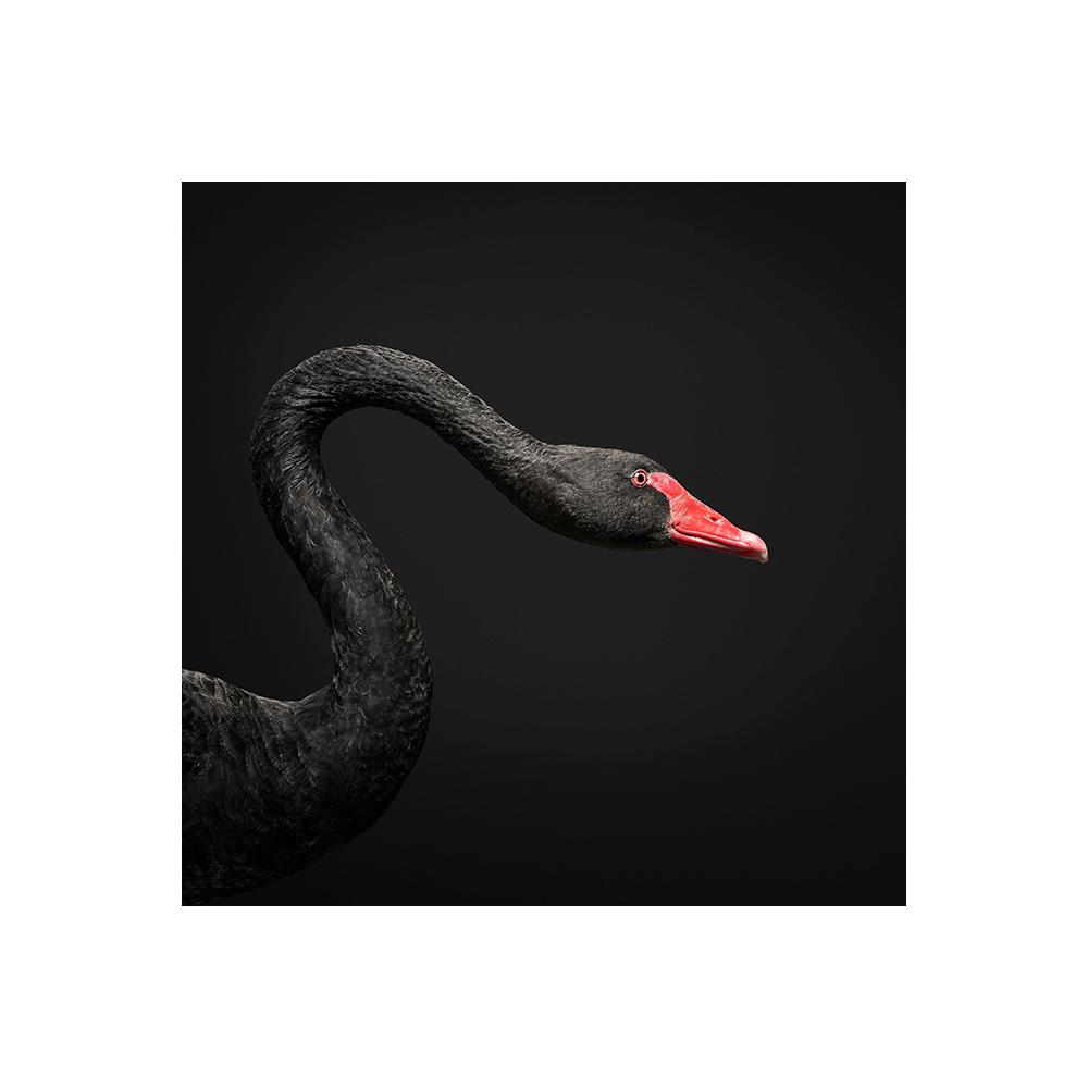 Черные фотографии животных, лебедь, лошадь, корова, леопард, холст, картина, настенное искусство, плакаты на скандинавскую тему и принты для декора гостиной, Cuadros