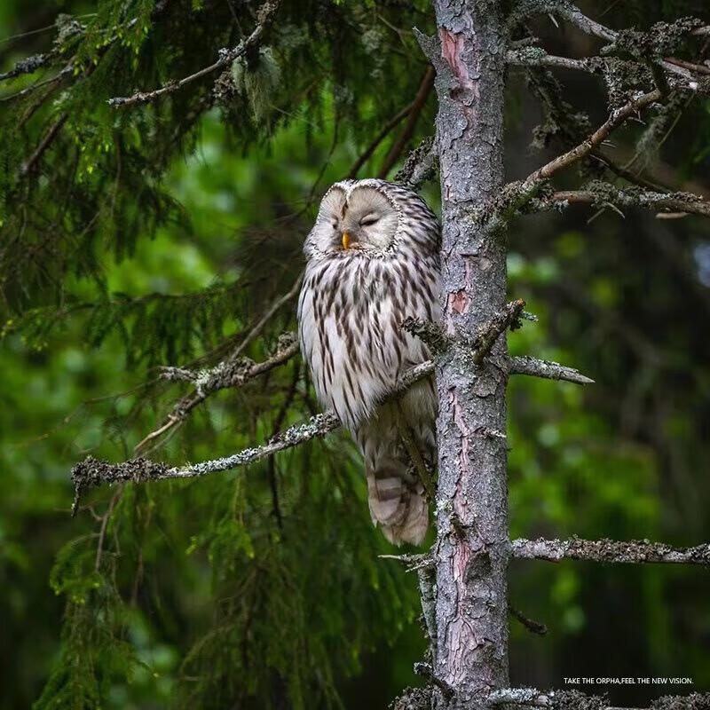 ORPHA V200 HD Infrared Night Vision Monocular