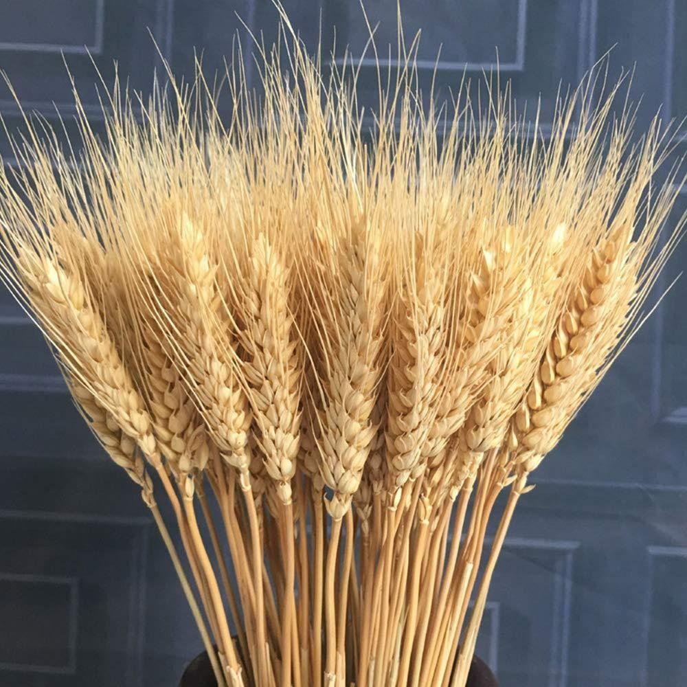 50pcs Rustic Dried Wheat Stalks Natural Dried Flowers Dry Wheat Spikes Holiday Festival Decoration