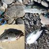 AbuGarcia Орешки Лезвие 30Г Светящийся Серебристый SSNTSBLD30G-GLWSR Пилькер-лезвие (30г)-Светящееся серебро