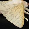 Lilizzhoumax Realistic Silk Moth Stuffed Animals Moth Stuffed Animals, Stuffed Animals, Toys for Girls, Kids Gifts Home Decor, Huggable Toys Soft