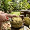 Labor-saving Fruit Opener Anti-slip Handle Durian Shell Cracker Durian Opener Summer Kitchen