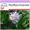 Wild Passion Flower - 5 Seeds - Passiflora Incarnata