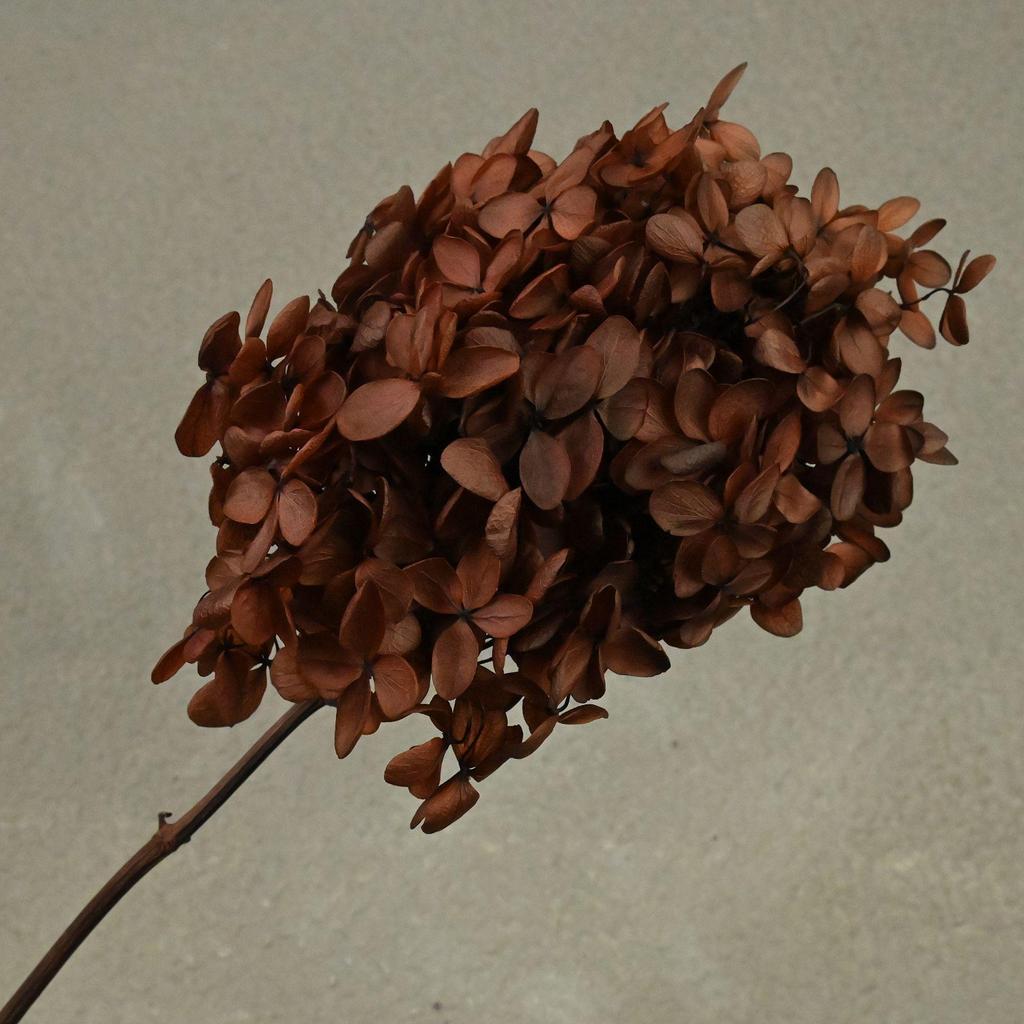 Phantom Flower: Single 20CM Preserved Hydrangea, Handmade Dried Bouquet for Decoration